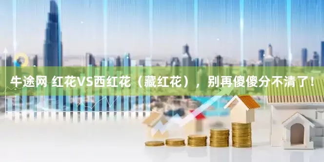 牛途网 红花VS西红花（藏红花），别再傻傻分不清了！